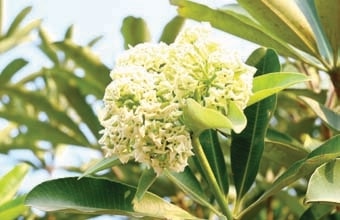 ‘Devil Tree’: The Harbinger of Winter